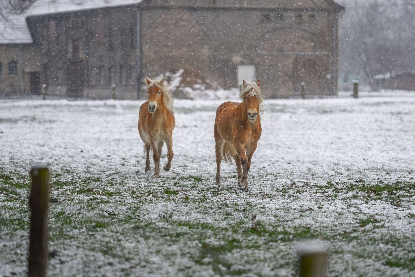 Två hästar går genom en snötäckt vinterhage i snöfall