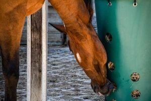 Häst äter ur en hängande grön foderbehållare i vinterhagen