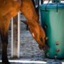 Häst äter ur en hängande grön foderbehållare i vinterhagen